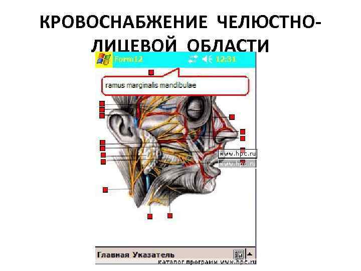 КРОВОСНАБЖЕНИЕ ЧЕЛЮСТНОЛИЦЕВОЙ ОБЛАСТИ 