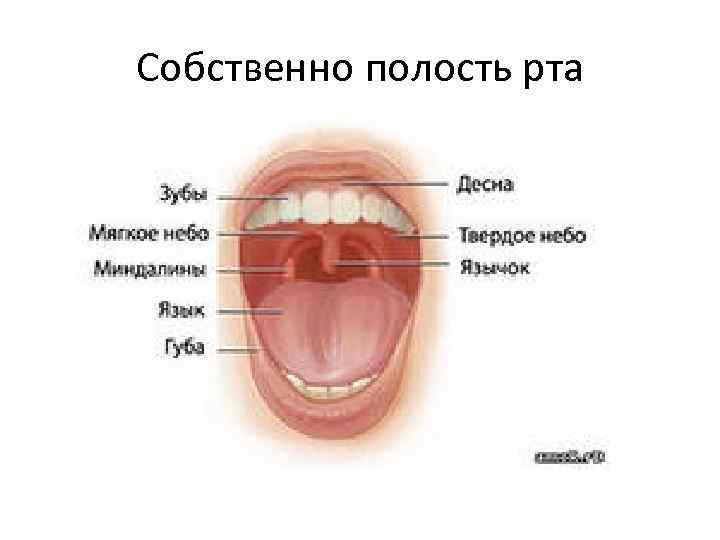 Собственно полость рта 