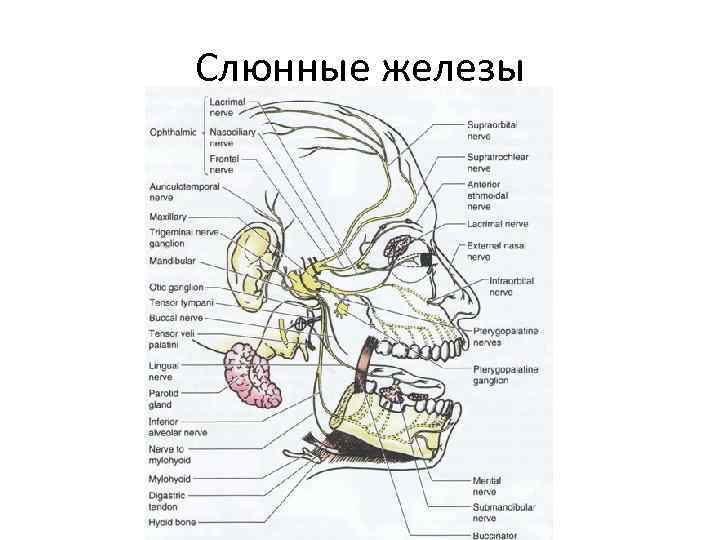 Слюнные железы картинка