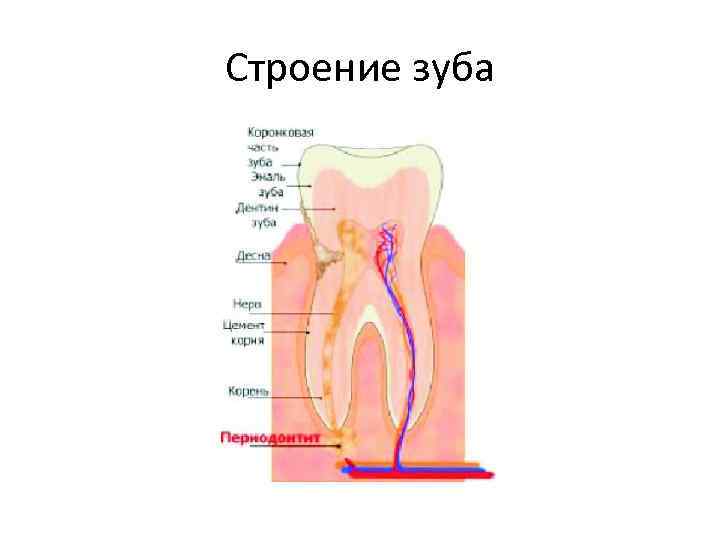 Строение зуба 