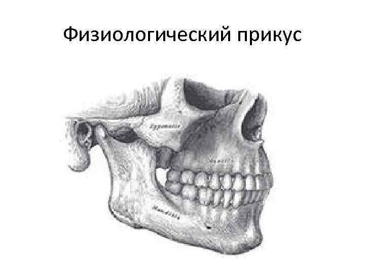 Физиологический прикус 