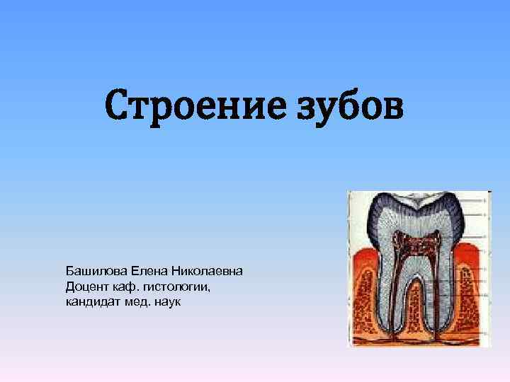 Надкостница зуба. Строение верхней надкостницы зубы. Зубы гистология презентация.