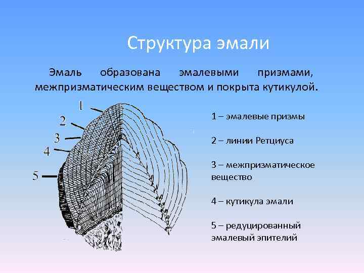 Химическое строение эмали. Гистологическое строение эмали. Строение эмали зуба.