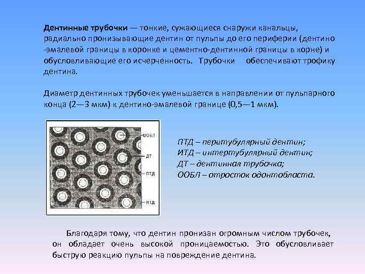 Дентинные канальцы зуба фото