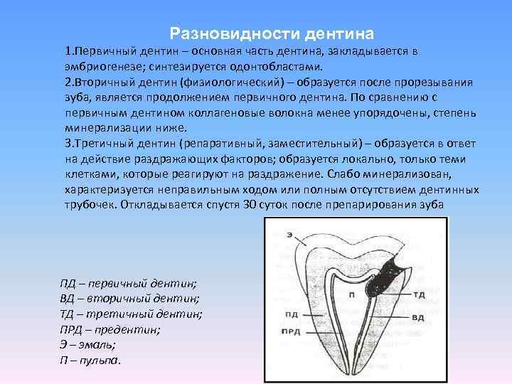 Эмаль зуба гистология