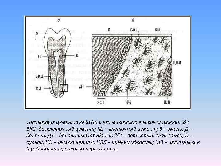 Строение б. Бесклеточный цемент зуба гистология. Функции цемента зуба гистология. Строение дентина гистология. Цемент зуба гистология бесклеточный и клеточный цемент.