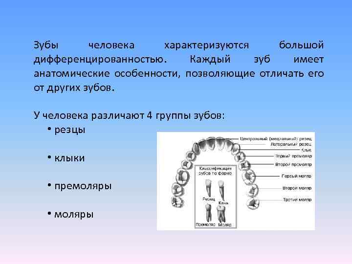 Рисунок анатомического препарата зуб человека с последующим просмотром творческое испытание