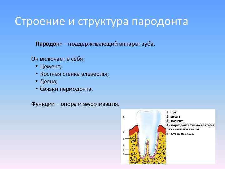 Пародонт строение и функции презентация