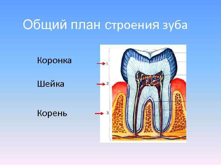 Строение зуба человека схема для детей