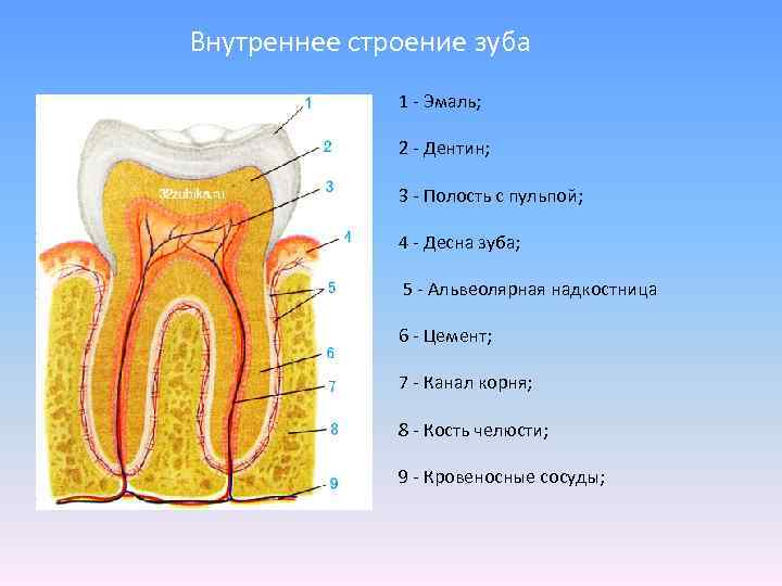 В чем особенность строения дентина какую. Строение зуба эмаль дентин цемент. Строение зуба эмаль дентин пульпа. Схема внутреннего строения зуба анатомия.