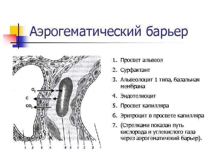 Аэрогематический барьер презентация