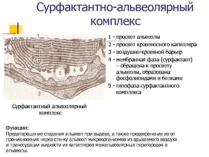 Сурфактантно-альвеолярный комплекс 1 2 3 4 - просвет альвеолы просвет кровеносного капилляра воздушно-кровяной барьер