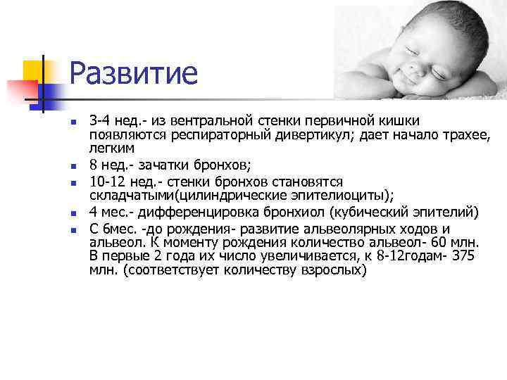 Развитие n n n 3 -4 нед. - из вентральной стенки первичной кишки появляются