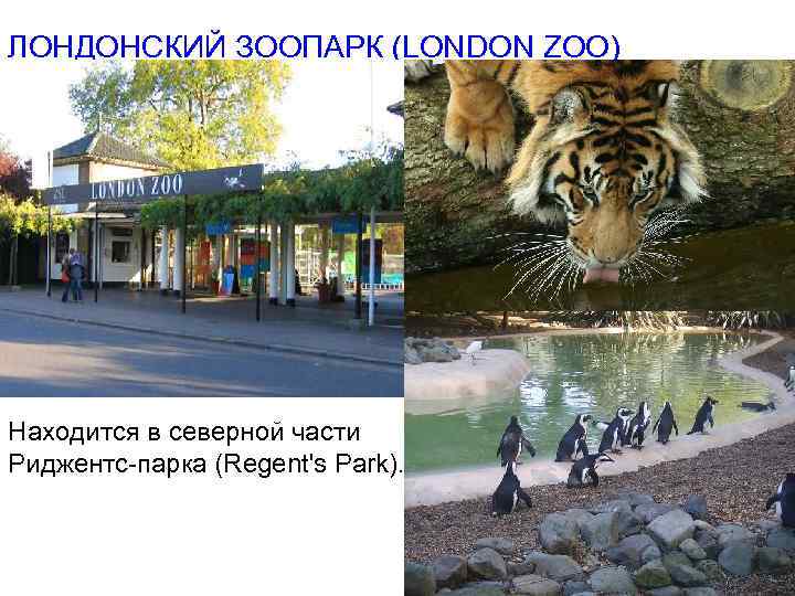 ЛОНДОНСКИЙ ЗООПАРК (LONDON ZOO) Находится в северной части Риджентс-парка (Regent's Park). 