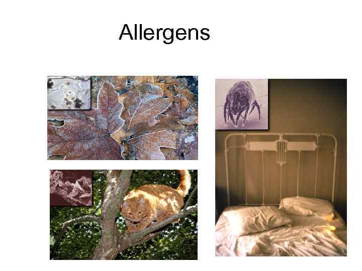 Allergens 