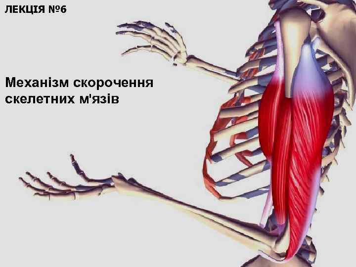 ЛЕКЦІЯ № 6 Механізм скорочення скелетних м'язів 