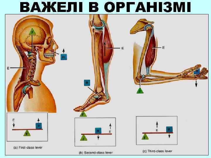 ВАЖЕЛІ В ОРГАНІЗМІ 