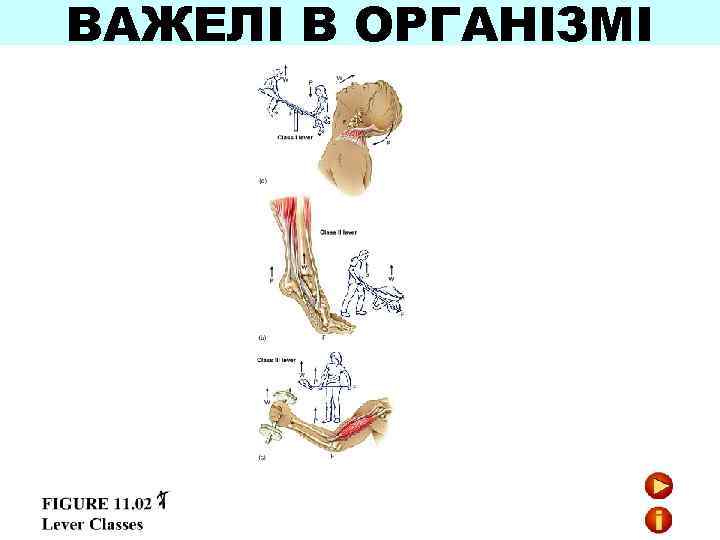 ВАЖЕЛІ В ОРГАНІЗМІ 