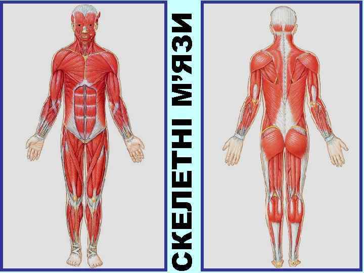 СКЕЛЕТНІ М’ЯЗИ 