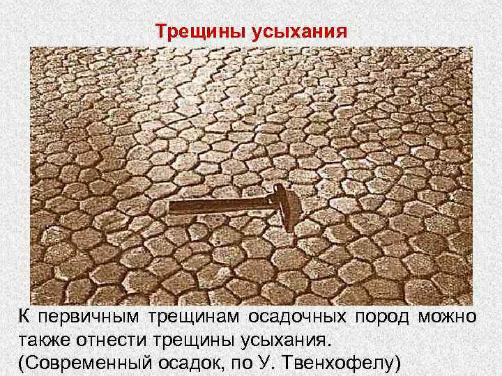 Трещины усыхания К первичным трещинам осадочных пород можно также отнести трещины усыхания. (Современный осадок,