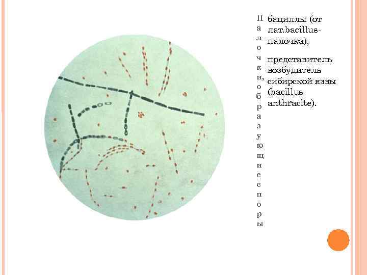 Бактерии в форме палочки носят названия. Пигменты бактерий.