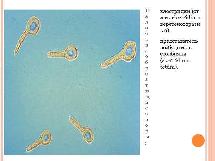 П а л о ч к и , о б р а з у