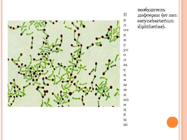 П а л оч к и с ут о л щ е н н