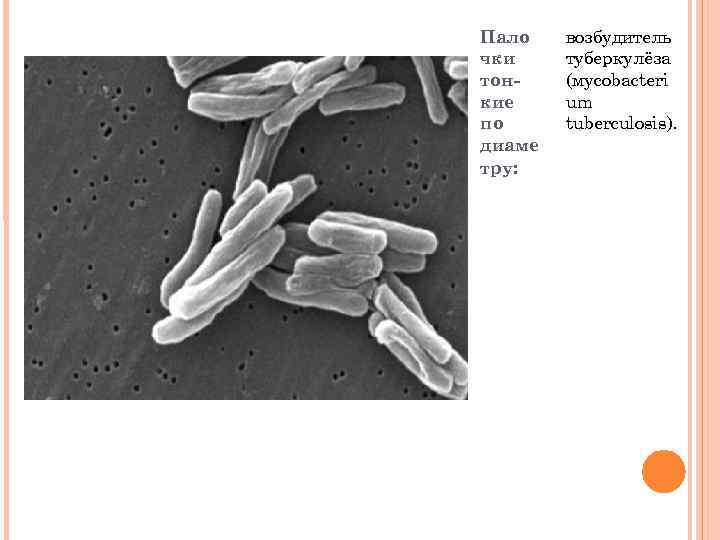 Пало чки тонкие по диаме тру: возбудитель туберкулёза (мycobactеri um tuberculosis). 
