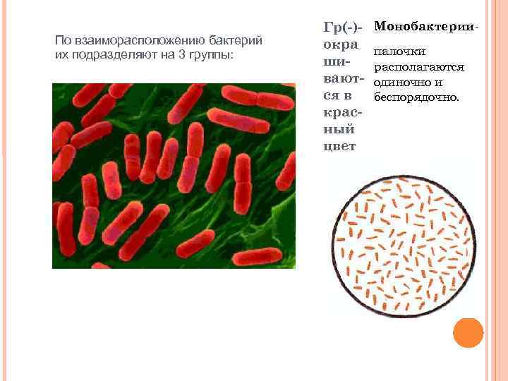 По взаиморасположению бактерий их подразделяют на 3 группы: Гр(-)окра шиваются в красный цвет Монобактериипалочки