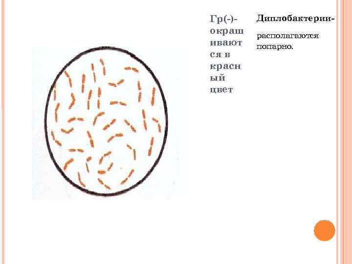 Гр(-)окраш ивают ся в красн ый цвет Диплобактериирасполагаются попарно. 