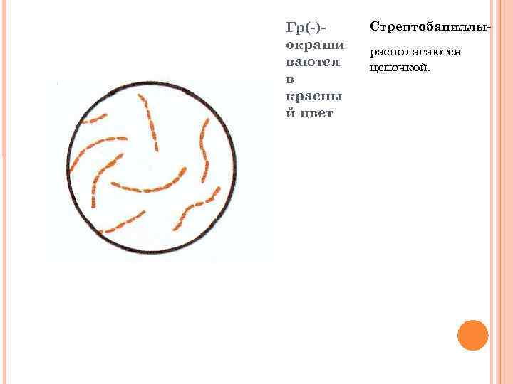 Гр(-)окраши ваются в красны й цвет Стрептобациллырасполагаются цепочкой. 