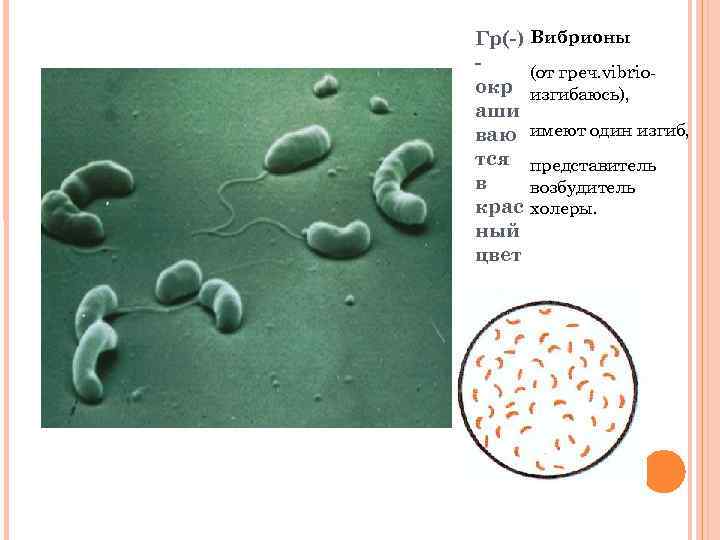 Гр(-) Вибрионы (от греч. vibrioокр изгибаюсь), аши ваю имеют один изгиб, тся представитель в