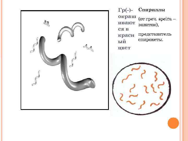 Гр(-)окраш ивают ся в красн ый цвет Спириллы (от греч. speira – завиток), представитель