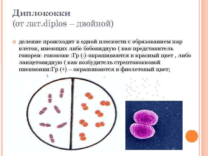 Менингококки микробиология. Кокки диплококки внеклеточные. Дтплакоки лонцевидной Форы. Диплококки менингококки пневмококки гонококки. Ланцетовидной формы диплококки формы.