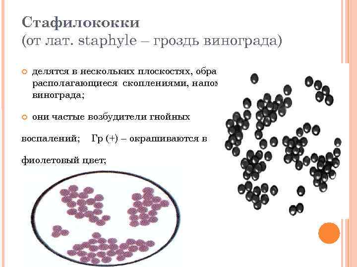 Скопления бактерий напоминающие внешне грозди винограда называются