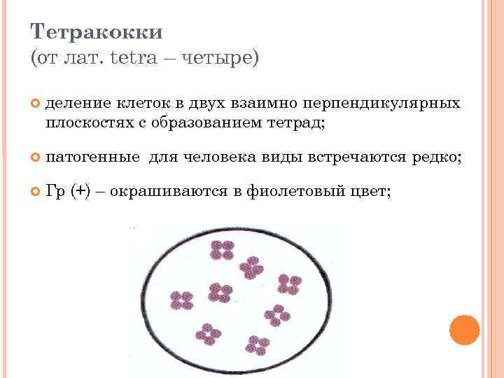 Тетракокки (от лат. tetra – четыре) деление клеток в двух взаимно перпендикулярных плоскостях с