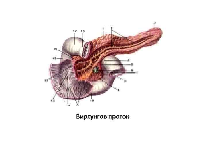 Вирсунгов проток 