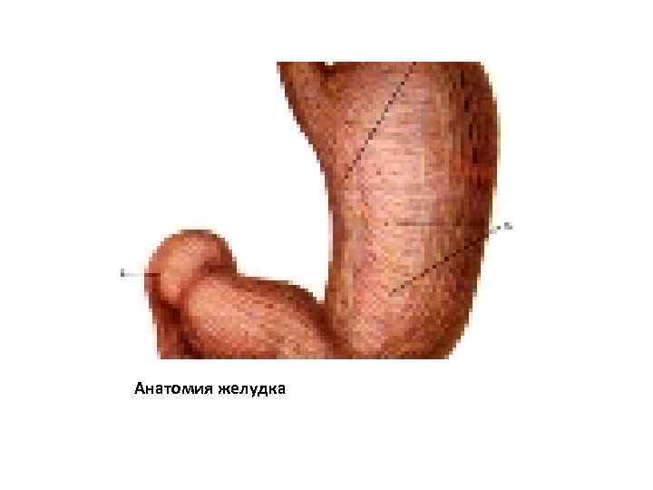 Анатомия желудка 