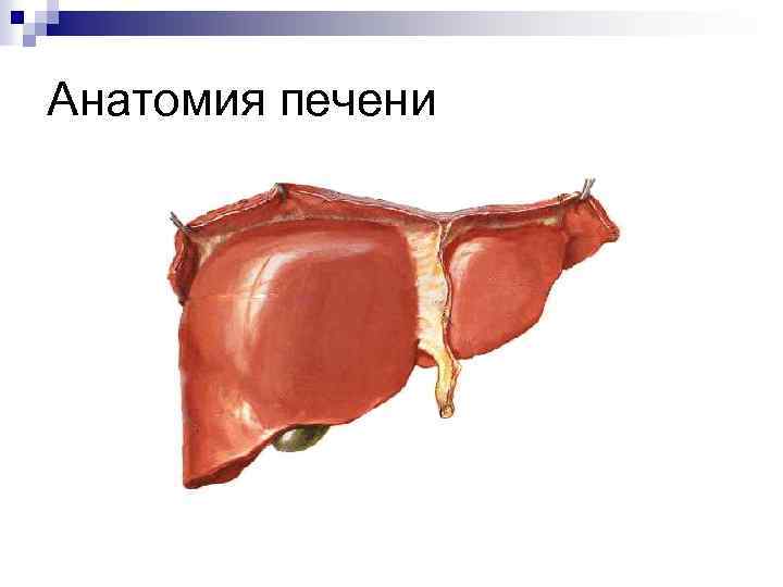 Анатомия печени 
