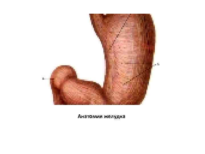 Анатомия желудка 
