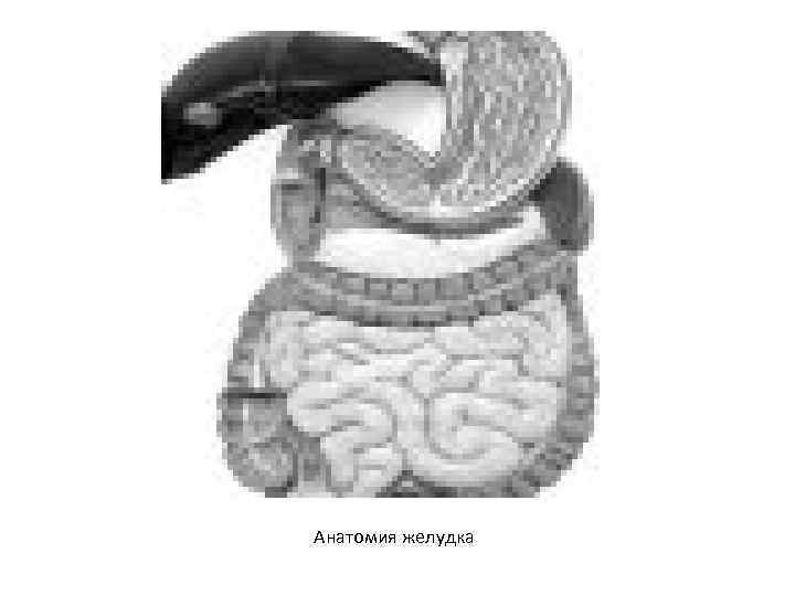 Анатомия желудка 