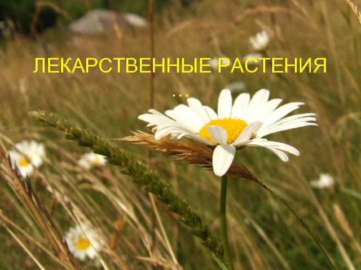 ЛЕКАРСТВЕННЫЕ РАСТЕНИЯ … 