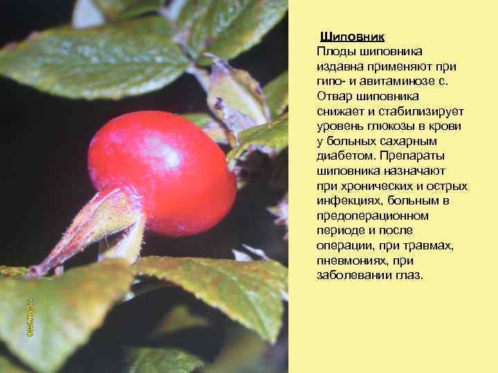 Шиповник Плоды шиповника издавна применяют при гипо- и авитаминозе с. Отвар шиповника снижает и