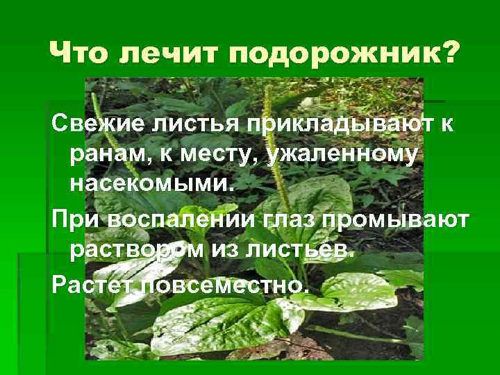 Что лечит подорожник? Свежие листья прикладывают к ранам, к месту, ужаленному насекомыми. При воспалении