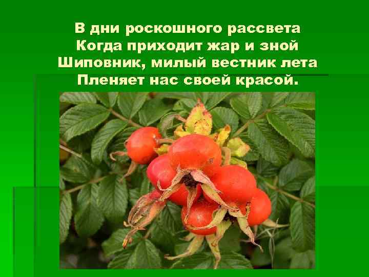 В дни роскошного рассвета Когда приходит жар и зной Шиповник, милый вестник лета Пленяет