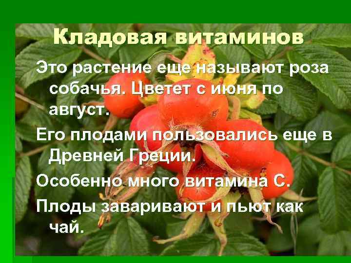 Кладовая витаминов Это растение еще называют роза собачья. Цветет с июня по август. Его