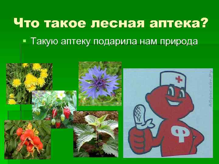 Что такое лесная аптека? § Такую аптеку подарила нам природа 