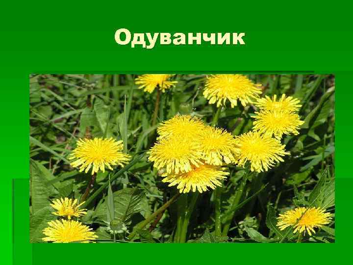 Одуванчик 