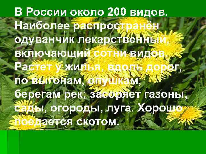 В России около 200 видов. Наиболее распространён одуванчик лекарственный, включающий сотни видов. Растет у