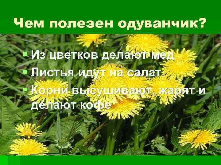 Чем полезен одуванчик? § Из цветков делают мед § Листья идут на салат §